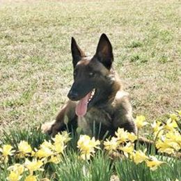 Belgian Malinois from Mally’s Malinois