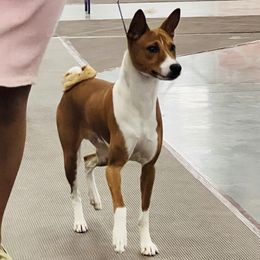 Basenjis from Jublie Basenjis