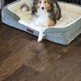 Molly - Shetland Sheepdog