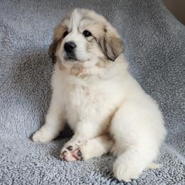 Kleo - White and badger female Great Pyrenees puppy in Monmouth, Maine from Flewelling Great Pyrenees