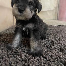 Burnett - Salt and pepper male Miniature Schnauzer puppy in San Bernardino, California from Rose Lane Schnauzers