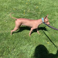 Romeo - Xoloitzcuintli