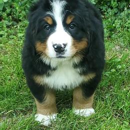Bernese Mountain Dogs and Cairn Terriers from CreekTop