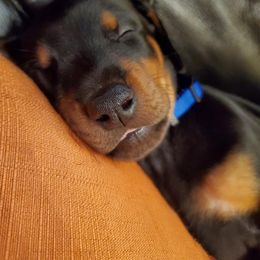 Doberman Pinscher Puppies from Love of Dobermans