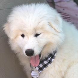 'Cosmic Freedom' (Black boy) - White male Samoyed puppy in Bearcreek, Montana from Morning Star Samoyeds
