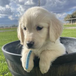 Autumn - Golden female Golden Retriever puppy in Blackfoot, Idaho from Ivy’s Goldens
