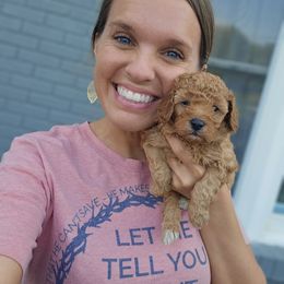 Aussiedoodle, Cockapoo, and Goldendoodle Puppies from Hilltop Doodles KY LLC