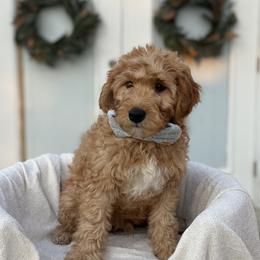Rowan - Red  male Goldendoodle puppy in Layton, Utah from Gracious Doodle Dogs