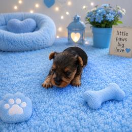 Maxwell - Black and gold male Yorkshire Terrier puppy in Jamestown, North Carolina from North Carolina Maltese, Yorkies & Morkies(previously California Maltese, Yorkies & Morkies)