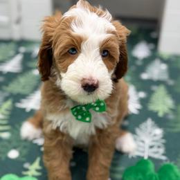 Teal-nugget - Red male Bernedoodle puppy in Yuciapa, California from AlltheDoodlez_