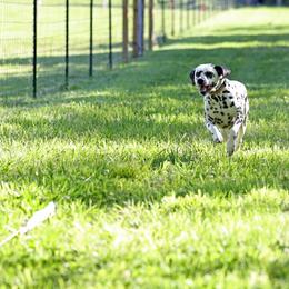 Basset Hound and Dalmatian Puppies from Lazy B Bassets and Dalmatians