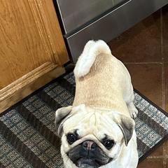 Crowley - Pug