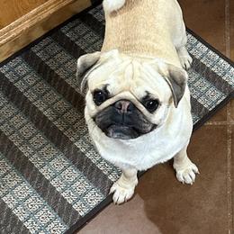 Crowley - Pug