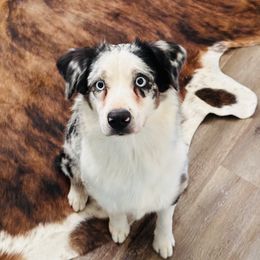 Miniature Australian Shepherds from Diamond Arrow Aussies