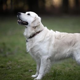 Cody - Golden Retriever