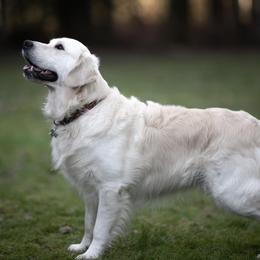 Cody - Golden Retriever