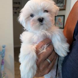 Puppy girl two - White female Maltese puppy in Spring Hill, Florida from Cher Chien Maltese