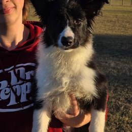 NALA - Black and white female Border Collie puppy in Live Oak, Florida from K&R RANCH KENNELS