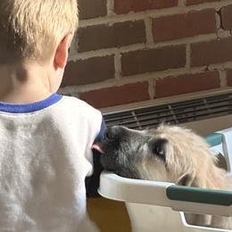 Irish Wolfhounds from Castle Keep Hounds, LLC