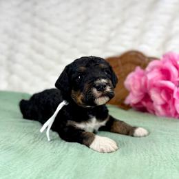 White collar male - Tri-color male Bernedoodle puppy in Crete, Illinois from Plum Valley Pups