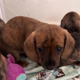 Fred - Brindle male Dachshund puppy in Jarrell, Texas from Blackfoot Dachshunds
