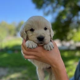 Male pick 2 - Light golden male Golden Retriever puppy in Colville, Washington from Columbia Ridge Goldens