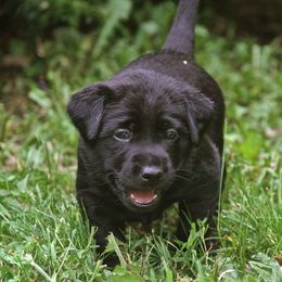 English Cocker Spaniels and Labrador Retrievers from Fenloch Gundogs