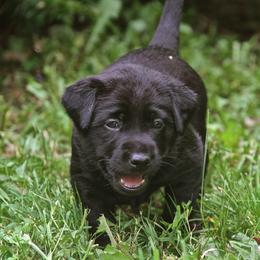 English Cocker Spaniels and Labrador Retrievers from Fenloch Gundogs