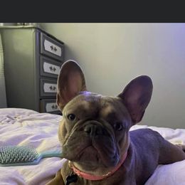 Cocoa - French Bulldog