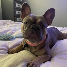 Cocoa - French Bulldog
