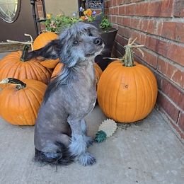 Bryan Long Star Angel - Black male Chinese Crested puppy in Amarillo, Texas from Victoria's Chinese Cresteds Long Star Angels