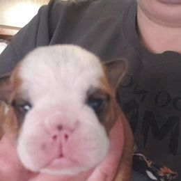 Bulldog and Shetland Sheepdog Puppies from Smooch-A-Bulls English Bulldogs & M&M Shelties