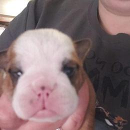 Bulldog and Shetland Sheepdog Puppies from Smooch-A-Bulls English Bulldogs & M&M Shelties