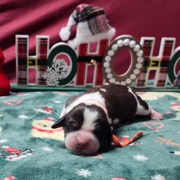 Gingerbread - Liver white and roan male English Springer Spaniel puppy in Westover, Maryland from Sterling's springer Haven