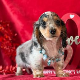 Wrangler - Black and tan male Dachshund puppy in Lincoln, Arkansas from Red Dirt Dachshunds