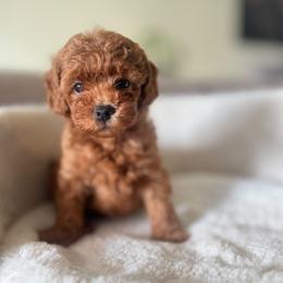 Pumpkin - Red male Maltipoo puppy in San Diego, California from Maltipoos SD