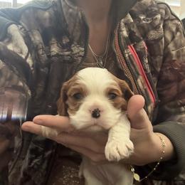 Roxy - Blenheim female Cavalier King Charles Spaniel puppy in Richmond, Virginia from Dream it Cavs
