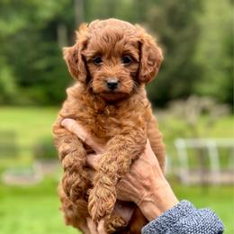 Purple girl - Red  female Goldendoodle puppy in Kitsap County, Washington from Amazing Grace Doodles