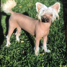 Chinese Crested Puppies from Ridgelake Ranch Chinese Cresteds