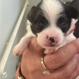 Papillon puppies from Papillons in Arizona