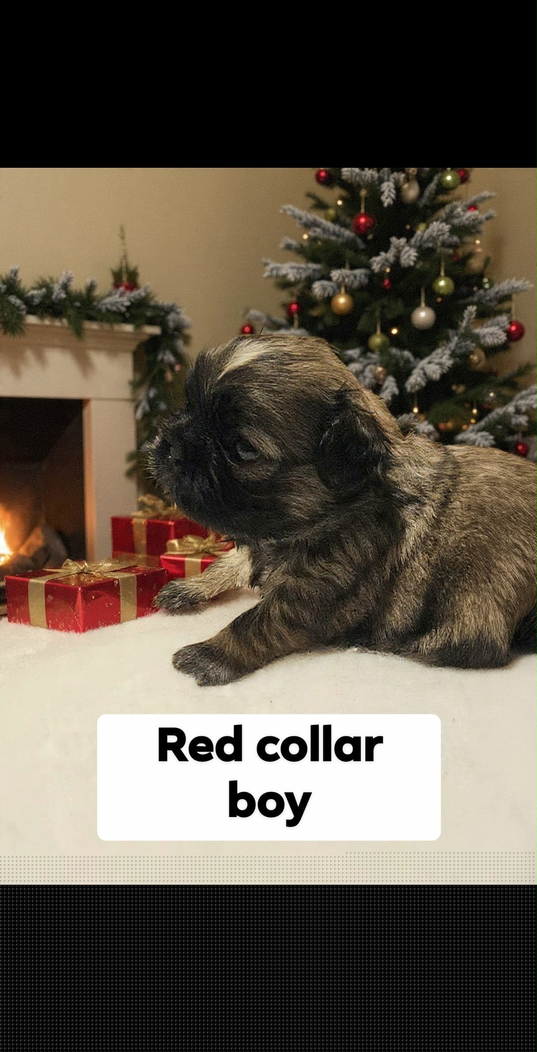 Red collar boy - Brindle male Shih Tzu puppy in Woodsfield, Ohio from ROSE LANE SHIH TZUS