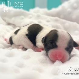 Nova - White and tan female Morkie puppy in Scottsdale, Arizona from Lil Luxe Pups
