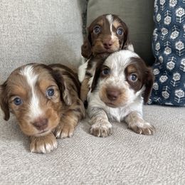 Dachshund Puppies from Southern Pearl Doxies