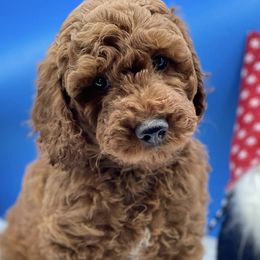 Goldendoodles from Littledoodles2love