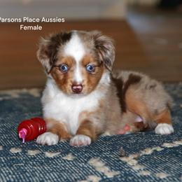 Lil Miss - Red merle female Toy Australian Shepherd puppy in Chandler, Oklahoma from Parsons Place Aussies