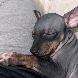 American Hairless Terrier Puppies from Bare Valley