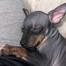 American Hairless Terrier Puppies from Bare Valley