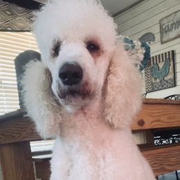 Goldendoodles and Labradoodles from Triple T Doodles