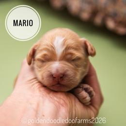 Mario - Apricot male Golden Aussiedoodle puppy in Hyrum, Utah from Goldendoodledoo Farms