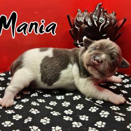 Mania - Blue white and tan male Rat Terrier puppy in Lynn, Alabama from Cryptic Rat Terriers